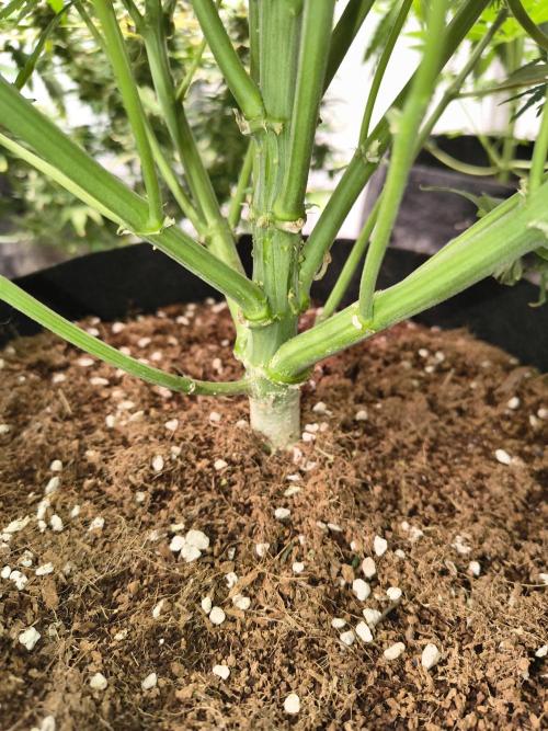 Gelonade auto. Week 9