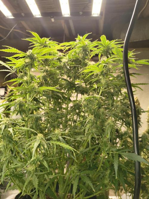 Gelonade auto. Week 9