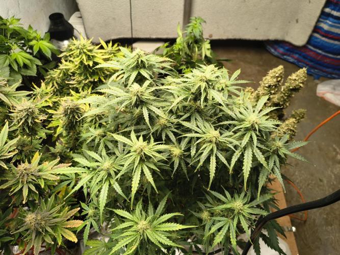 Gelonade auto. Week 9