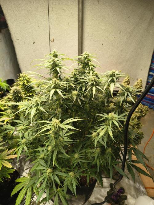 Gelonade auto. Week 9