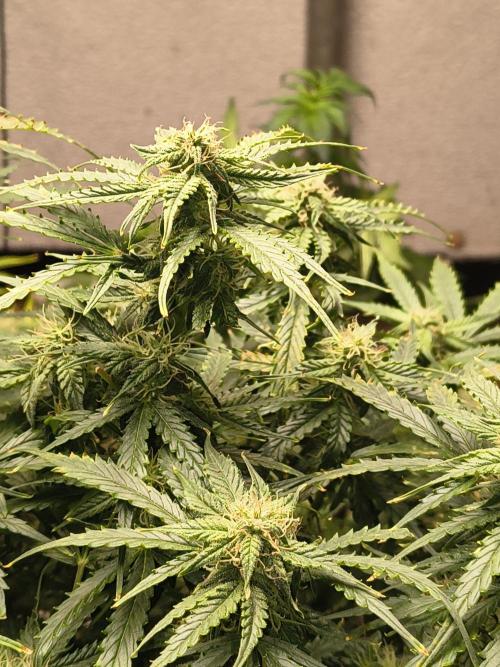 Gelonade auto. Week 9