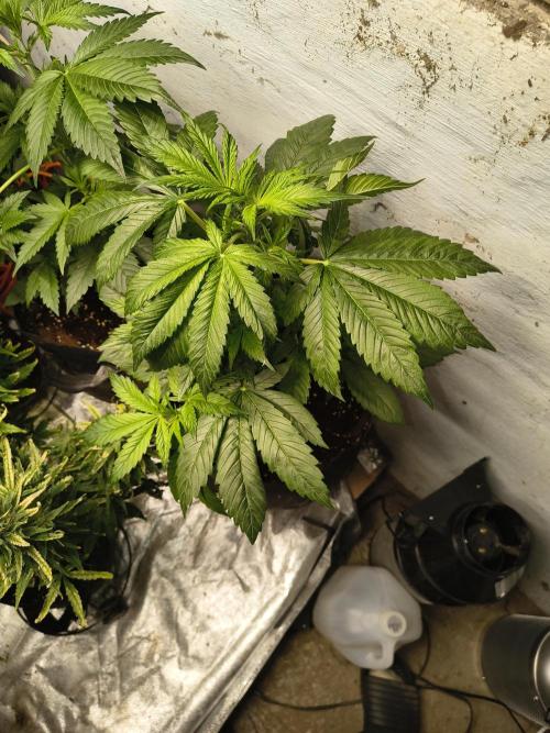 Sticky broccoli. Week 5