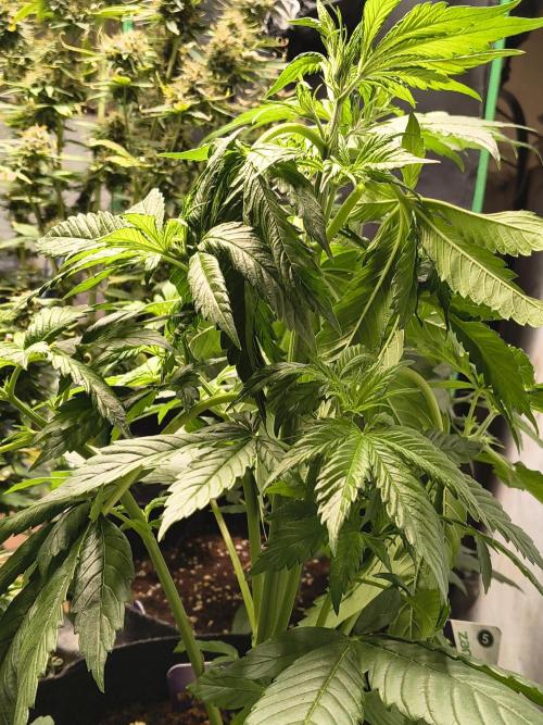 Sticky broccoli. Week 5