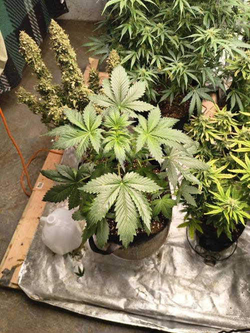 Whiskey Zulu auto. Week 4