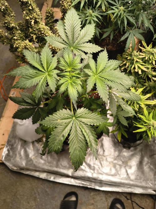 Whiskey Zulu auto. Week 4