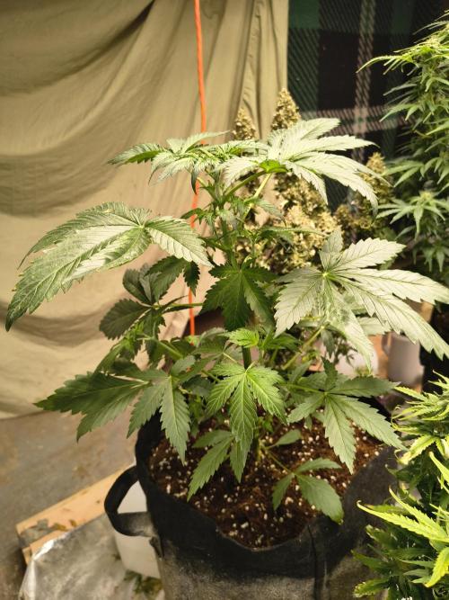 Whiskey Zulu auto. Week 4