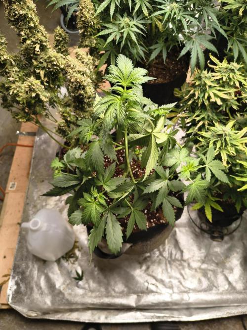 Whiskey Zulu auto. Week 4