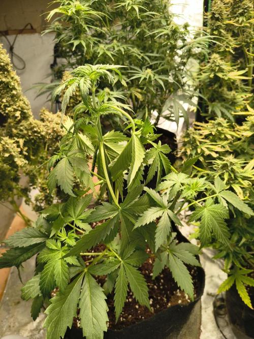 Whiskey Zulu auto. Week 4