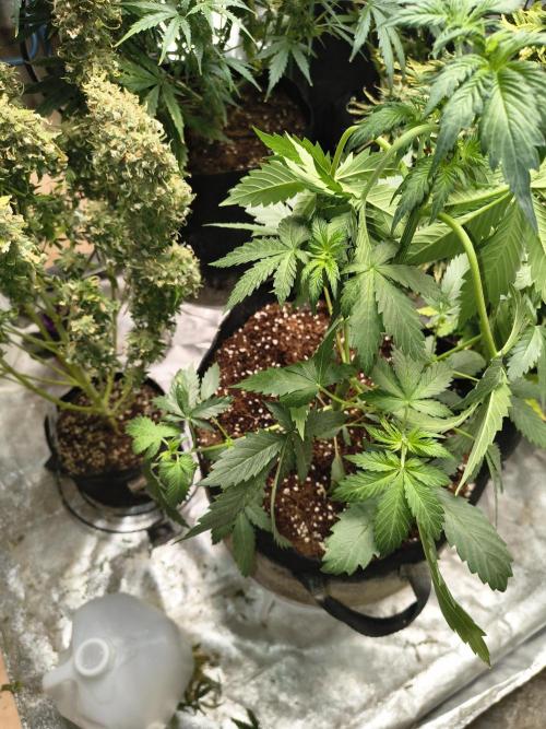 Whiskey Zulu auto. Week 4