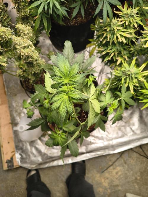 Whiskey Zulu auto. Week 4
