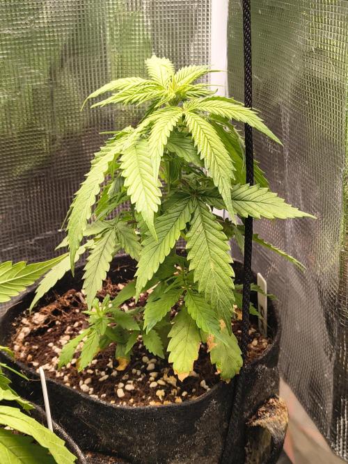 Northern Lights Auto. Week 4