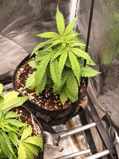 Northern Lights Auto. Week 4