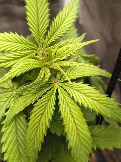 Northern Lights Auto. Week 4