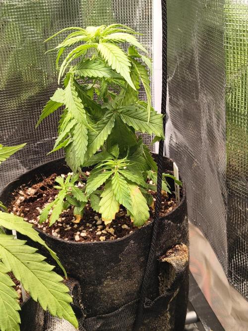 Northern Lights Auto. Week 4