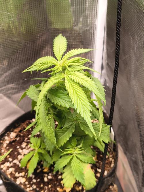 Northern Lights Auto. Week 4