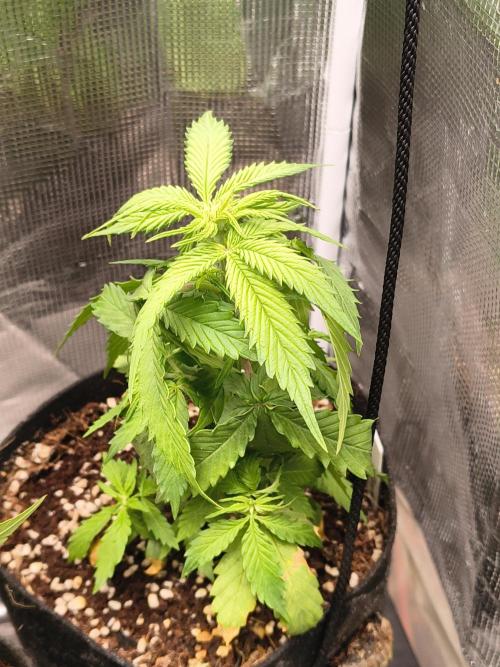 Northern Lights Auto. Week 4