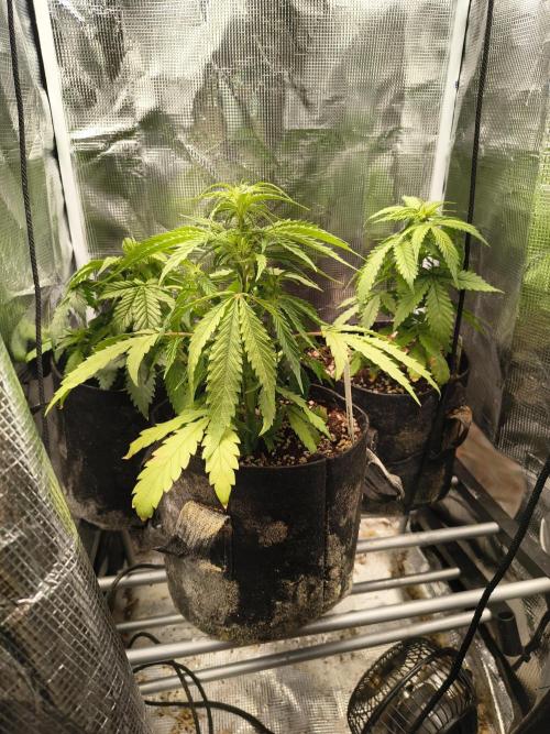 Gmo auto. Week 4