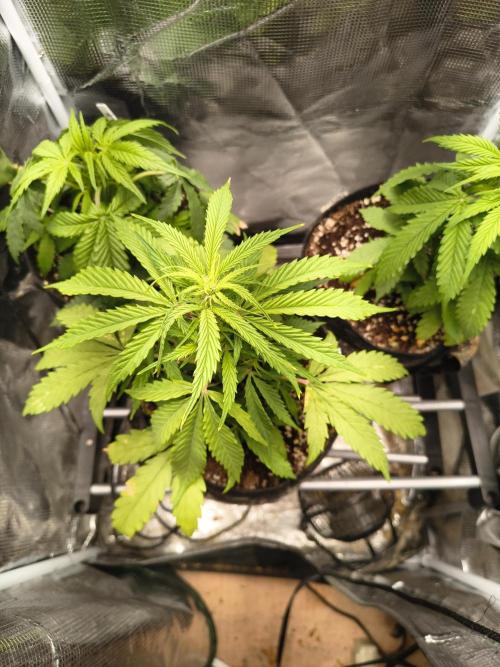 Gmo auto. Week 4