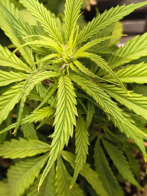 Gmo auto. Week 4