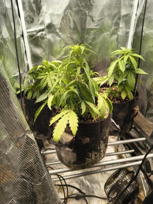 Gmo auto. Week 4