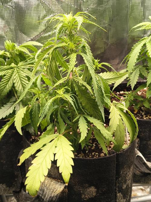 GMO Auto. Week 4