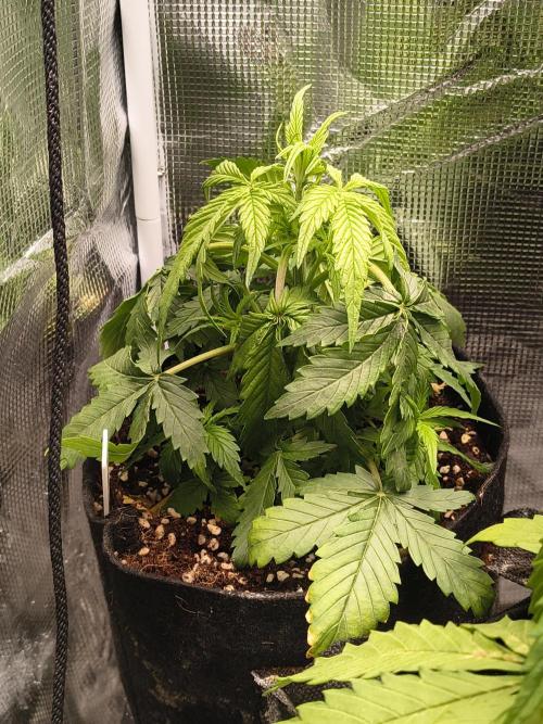 Orange cookies auto. Week 4