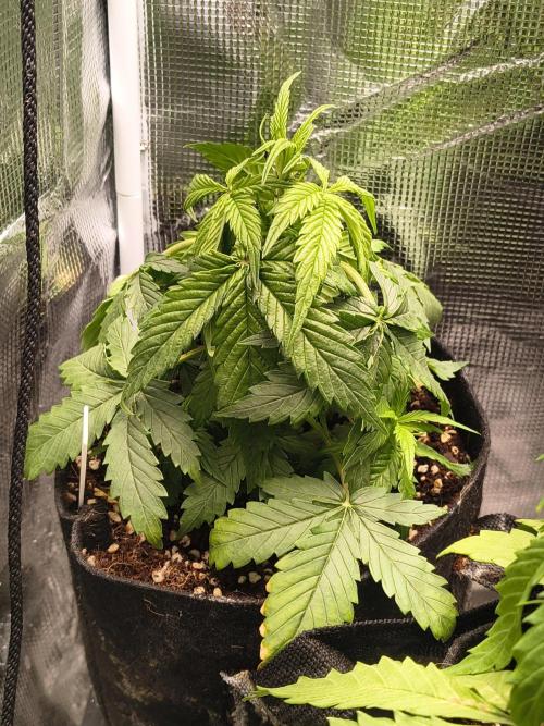 Orange cookies auto. Week 4