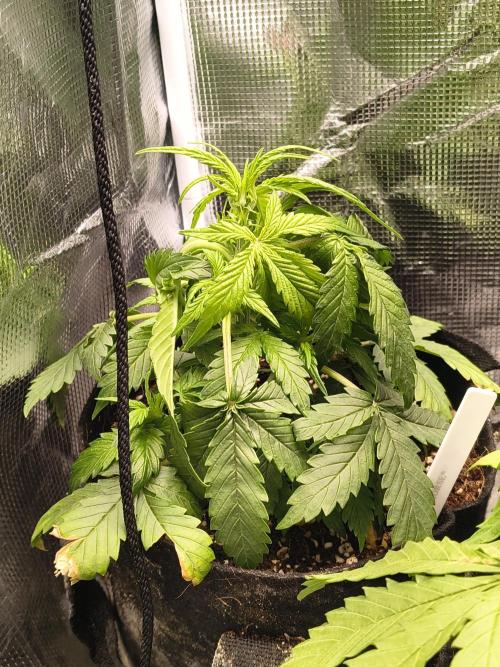 Orange cookies auto. Week 4
