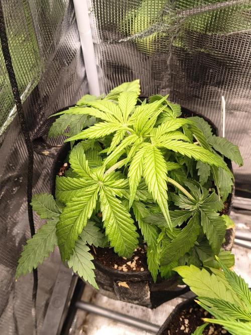 Orange cookies auto. Week 4