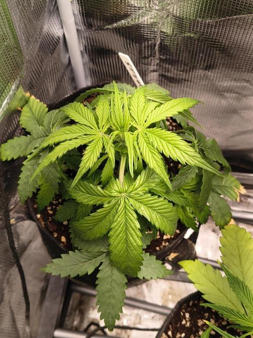 Orange cookies auto. Week 4
