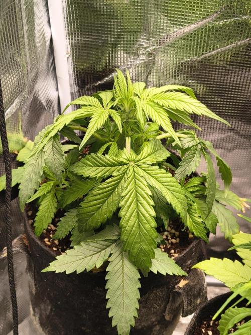 Orange cookies auto. Week 4