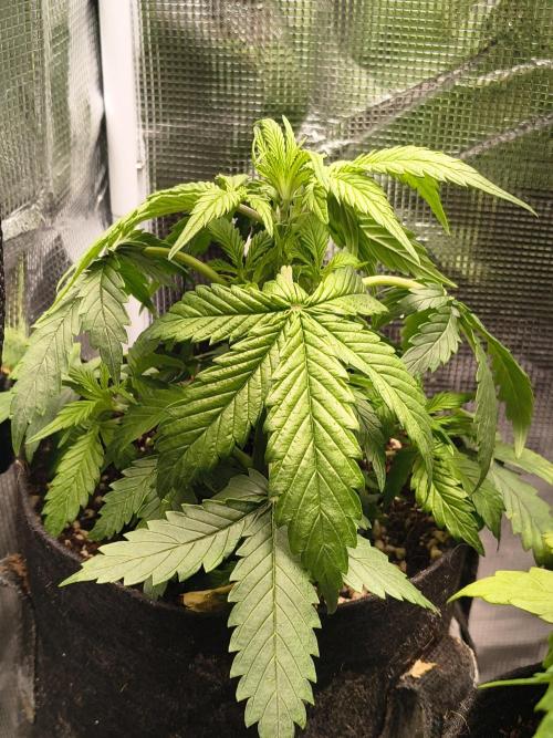 Orange cookies auto. Week 4