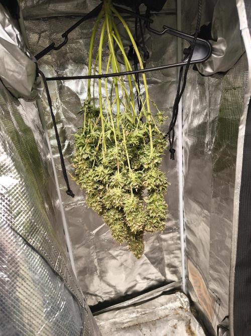 Cosmic cupcake auto. Week 12
