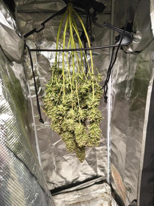 Cosmic cupcake auto. Week 12