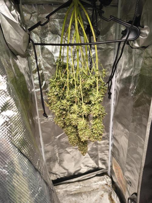Cosmic cupcake auto. Week 12