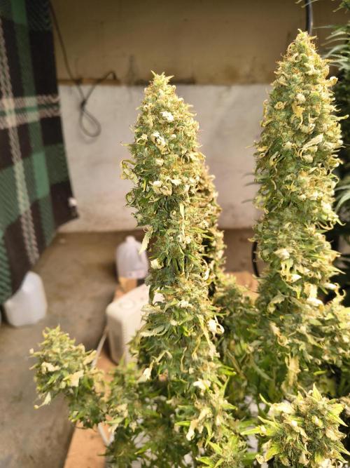 Cosmic cupcake auto. Week 12