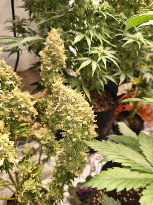 Cosmic cupcake auto. Week 12