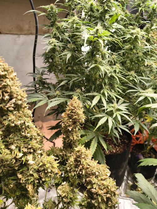 Cosmic cupcake auto. Week 12