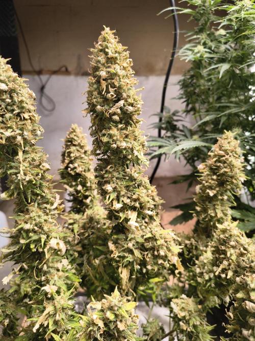 Cosmic cupcake auto. Week 12