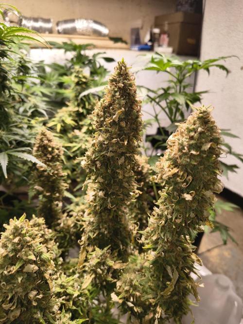 Cosmic cupcake auto. Week 12