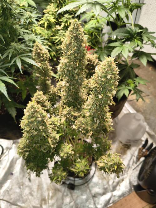 Cosmic cupcake auto. Week 12