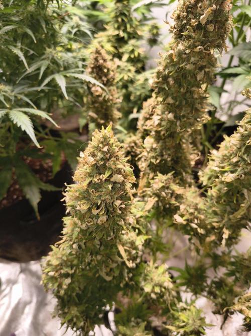 Cosmic cupcake auto. Week 12
