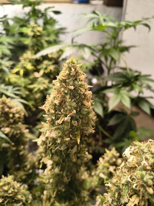 Cosmic cupcake auto. Week 12