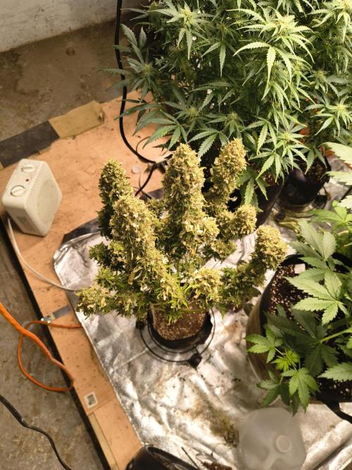Cosmic cupcake auto. Week 12