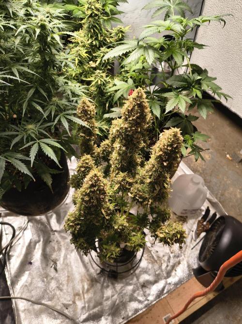 Cosmic cupcake auto. Week 12