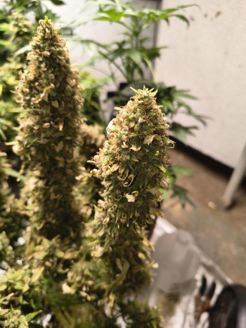 Cosmic cupcake auto. Week 12