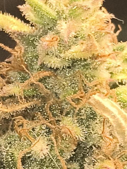 Cosmic cupcake auto. Week 12