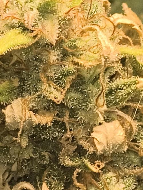 Cosmic cupcake auto. Week 12