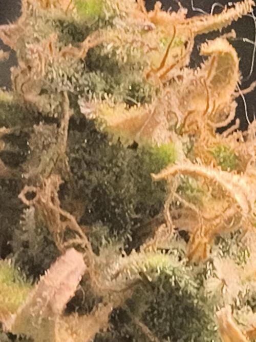 Cosmic cupcake auto. Week 12