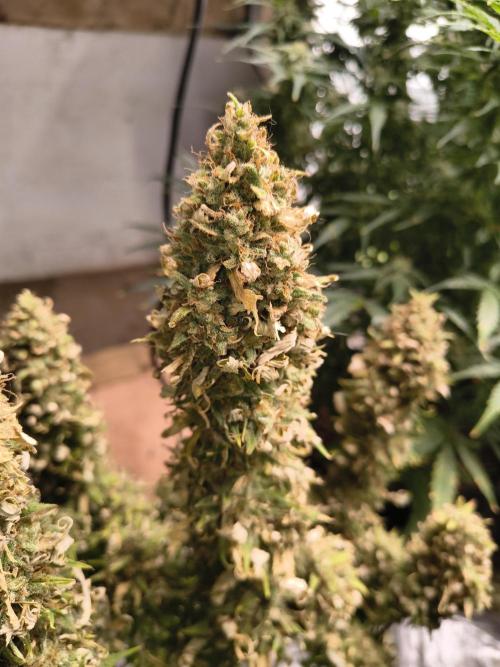 Cosmic cupcake auto. Week 12